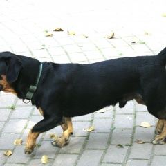 Подробнее об объявлении «Пропала собака Химки» Фото: пропала собака  «Пропала собака Химки» в г. Химки