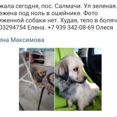 Подробнее об объявлении «Казань Пропала собака вознаграждение» Фото: пропала собака  «Казань Пропала собака вознаграждение» в г. Казань