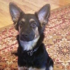 Подробнее об объявлении «Пропала собака # _собака Химки» Фото: пропала собака Немецкая овчарка «Пропала собака # _собака Химки» в г. Химки