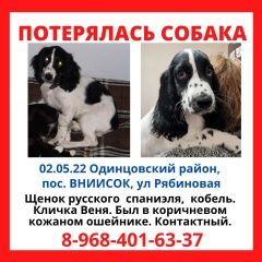 Подробнее об объявлении «Одинцово Пропала собака кобель русский спаниэль веня» Фото: пропала собака Русский охотничий спаниель «Одинцово Пропала собака кобель русский спаниэль...» в г. Одинцово