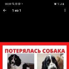 Подробнее об объявлении «Одинцово Пропала собака кобель» Фото: пропала собака Русский охотничий спаниель «Одинцово Пропала собака кобель» в г. Одинцово