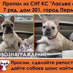 Подробнее об объявлении «Пропала собака кобель Пермь» Фото: пропала собака Французский бульдог «Пропала собака кобель Пермь» в г. Пермь