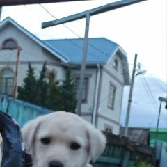 Подробнее об объявлении «Пропала собака кобель Краснодар» Фото: пропала собака  «Пропала собака кобель Краснодар» в г. Краснодар