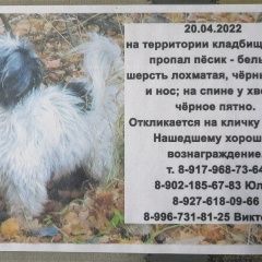 Подробнее об объявлении «Тольятти Пропала собака кобель» Фото: пропала собака  «Тольятти Пропала собака кобель» в г. Тольятти
