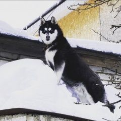 Подробнее об объявлении «Пропала собака кобель Нижний Новгород» Фото: пропала собака Сибирская хаски «Пропала собака кобель Нижний Новгород» в г. Нижний Новгород