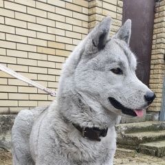 Подробнее об объявлении «Анапа Пропала собака хаски, девочка, 2 года» Фото: пропала собака Сибирская хаски «Анапа Пропала собака хаски, девочка, 2 года» в г. Анапа