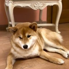 Подробнее об объявлении «Пропала собака в районе поселка птичное Троицк» Фото: пропала собака  «Пропала собака в районе поселка птичное Троицк» в г. Троицк