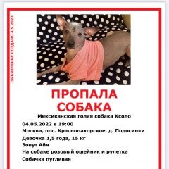 Подробнее об объявлении «Москва Пропала собака зовут айко» Фото: пропала собака Китайская хохлатая собака «Москва Пропала собака зовут айко» в г. Москва