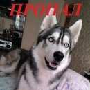 Подробнее об объявлении «Пропала собака кобель хаски, кобель Омск» Фото: пропала собака Сибирская хаски «Пропала собака кобель хаски, кобель Омск» в г. Омск