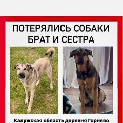 Подробнее об объявлении «Медынь Пропала собака кобель и сука д. горнево калужская обл» Фото: пропала собака  «Медынь Пропала собака кобель и сука д. горнево...» в г. Медынь