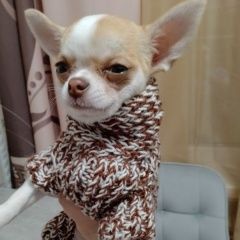 Подробнее об объявлении «Екатеринбург Пропала собака» Фото: пропала собака Чихуахуа «Екатеринбург Пропала собака» в г. Екатеринбург