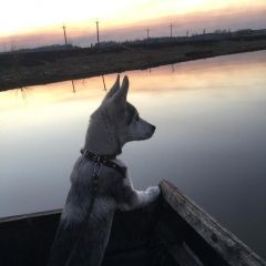 Подробнее об объявлении «Пропала собака кобель собаку украли породы хаски Черняховск» Фото: пропала собака  «Пропала собака кобель собаку украли породы...» в г. Черняховск