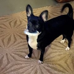 Подробнее об объявлении «Пропала собака кобель спб, фрунзенский район ярослава гашека 14 Санкт-Петербург» Фото: пропала собака Чихуахуа «Пропала собака кобель спб, фрунзенский район...» в г. Санкт-Петербург