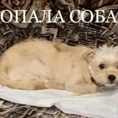Подробнее об объявлении «Москва Пропала собака» Фото: пропала собака  «Москва Пропала собака» в г. Москва