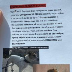 Подробнее об объявлении «Пропала собака джек рассел Екатеринбург» Фото: пропала собака  «Пропала собака джек рассел Екатеринбург» в г. Екатеринбург