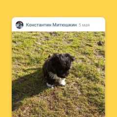 Подробнее об объявлении «Пропала собака кобель. Новороссийск» Фото: пропала собака  «Пропала собака кобель. Новороссийск» в г. Новороссийск