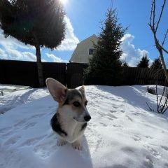 Подробнее об объявлении «Пропала собака самка корги триколор Санкт-Петербург» Фото: пропала собака  «Пропала собака самка корги триколор...» в г. Санкт-Петербург