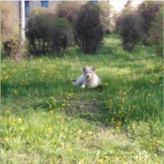 Подробнее об объявлении «Липецк Пропала собака кобель пёсик бимка» Фото: пропала собака  «Липецк Пропала собака кобель пёсик бимка» в г. Липецк