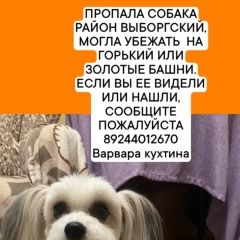 Подробнее об объявлении «Пропала собака девочка, восточное шоссе Хабаровск» Фото: пропала собака  «Пропала собака девочка, восточное шоссе Хабаровск» в г. Хабаровск