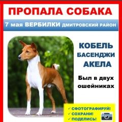 Подробнее об объявлении «Пропала собака кобель Вербилки» Фото: пропала собака Басенджи «Пропала собака кобель Вербилки» в г. Вербилки
