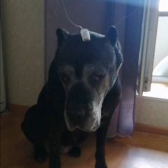 Подробнее об объявлении «Пропала собака Санкт-Петербург» Фото: пропала собака  «Пропала собака Санкт-Петербург» в г. Санкт-Петербург