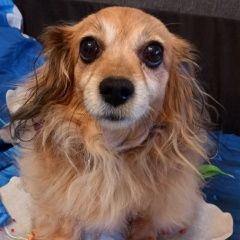 Подробнее об объявлении «Пропала собака фифа Новодвинск» Фото: пропала собака  «Пропала собака фифа Новодвинск» в г. Новодвинск