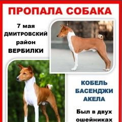 Подробнее об объявлении «Москва Пропала собака кобель басенджи московская область» Фото: пропала собака  «Москва Пропала собака кобель басенджи...» в г. Москва