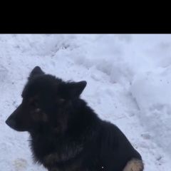 Подробнее об объявлении «Пропала собака немецкая овчарка длинношерстная, сука Дмитров» Фото: пропала собака  «Пропала собака немецкая овчарка длинношерстная,...» в г. Дмитров