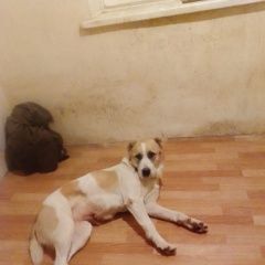 Подробнее об объявлении «Рыбинск Пропала собака алабай» Фото: пропала собака Среднеазиатская овчарка «Рыбинск Пропала собака алабай» в г. Рыбинск