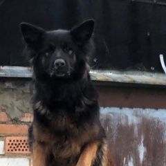 Подробнее об объявлении «Пропала собака Дмитров» Фото: пропала собака  «Пропала собака Дмитров» в г. Дмитров