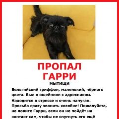 Подробнее об объявлении «Мытищи Пропала собака кобель гарри» Фото: пропала собака Брюссельский гриффон «Мытищи Пропала собака кобель гарри» в г. Мытищи