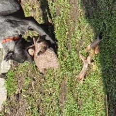 Подробнее об объявлении «Пропала собака Химки» Фото: пропала собака Кане-корсо «Пропала собака Химки» в г. Химки