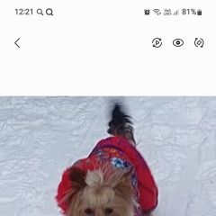 Подробнее об объявлении «Пропала собака Санкт-Петербург» Фото: пропала собака Йоркширский терьер «Пропала собака Санкт-Петербург» в г. Санкт-Петербург