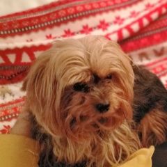 Подробнее об объявлении «Пропала собака кобель Санкт-Петербург» Фото: пропала собака Йоркширский терьер «Пропала собака кобель Санкт-Петербург» в г. Санкт-Петербург