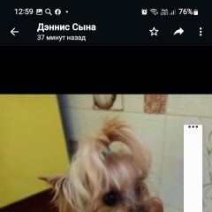 Подробнее об объявлении «Пропала собака Санкт-Петербург» Фото: пропала собака Йоркширский терьер «Пропала собака Санкт-Петербург» в г. Санкт-Петербург