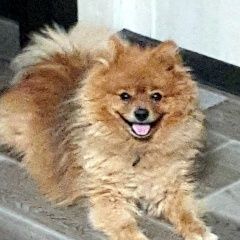 ����: ������� ������  �������� ������ ������ ���� ����� ����� �������� � �. ��������