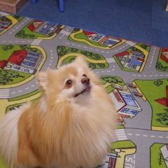 Подробнее об объявлении «Пропала собака кобель Санкт-Петербург» Фото: пропала собака Ши-тцу «Пропала собака кобель Санкт-Петербург» в г. Санкт-Петербург