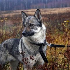 Подробнее об объявлении «Пропала собака Раменское» Фото: пропала собака  «Пропала собака Раменское» в г. Раменское