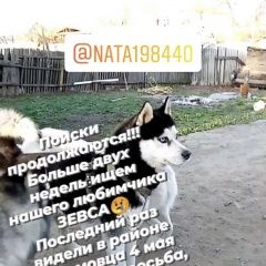 Подробнее об объявлении «Шахты Пропала собака кобель» Фото: пропала собака Сибирская хаски «Шахты Пропала собака кобель» в г. Шахты