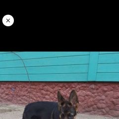 Подробнее об объявлении «Пропала собака кобель щенок немецкой овчарки Королев» Фото: пропала собака Немецкая овчарка «Пропала собака кобель щенок немецкой овчарки...» в г. Королев