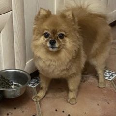 Подробнее об объявлении «Люберцы Пропала собака шпуля потерялась» Фото: пропала собака Немецкий шпиц «Люберцы Пропала собака шпуля потерялась» в г. Люберцы