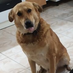 Подробнее об объявлении «Пропала собака кобель Симферополь» Фото: пропала собака  «Пропала собака кобель Симферополь» в г. Симферополь