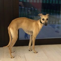 Подробнее об объявлении «Пропала собака Троицк» Фото: пропала собака Уиппет «Пропала собака Троицк» в г. Троицк