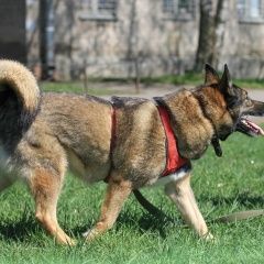 Подробнее об объявлении «Пропала собака кобель фото похожей собаки Ломоносов» Фото: пропала собака  «Пропала собака кобель фото похожей собаки...» в г. Ломоносов