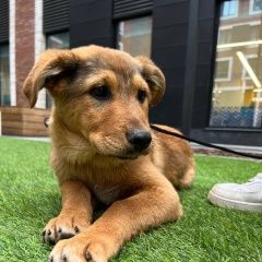 Подробнее об объявлении «Лобня Пропала собака кобель маленький щенок» Фото: пропала собака  «Лобня Пропала собака кобель маленький щенок» в г. Лобня