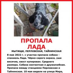 Подробнее об объявлении «Мытищи Пропала собака» Фото: пропала собака Английский кокер-спаниель «Мытищи Пропала собака» в г. Мытищи