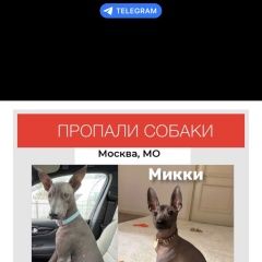 Подробнее об объявлении «Москва Пропала собака кобель и две лысые собаки разных размеров» Фото: пропала собака  «Москва Пропала собака кобель и две лысые собаки...» в г. Москва