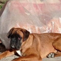 Подробнее об объявлении «Анапа Пропала собака кобель немецкий боксёр, 5 месяцев.» Фото: пропала собака  «Анапа Пропала собака кобель немецкий боксёр, 5...» в г. Анапа