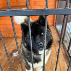 Подробнее об объявлении «Среднеуральск Пропала собака кобель американская акита» Фото: пропала собака  «Среднеуральск Пропала собака кобель...» в г. Среднеуральск