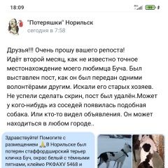 Картинка пропала собака В городе Норильск потеряна собака. Норильск